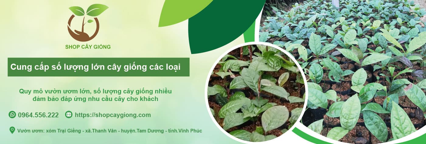 Shop cây giống Vĩnh Phúc