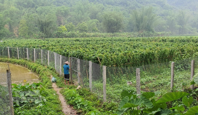 Cây giống hà thủ ô đỏ